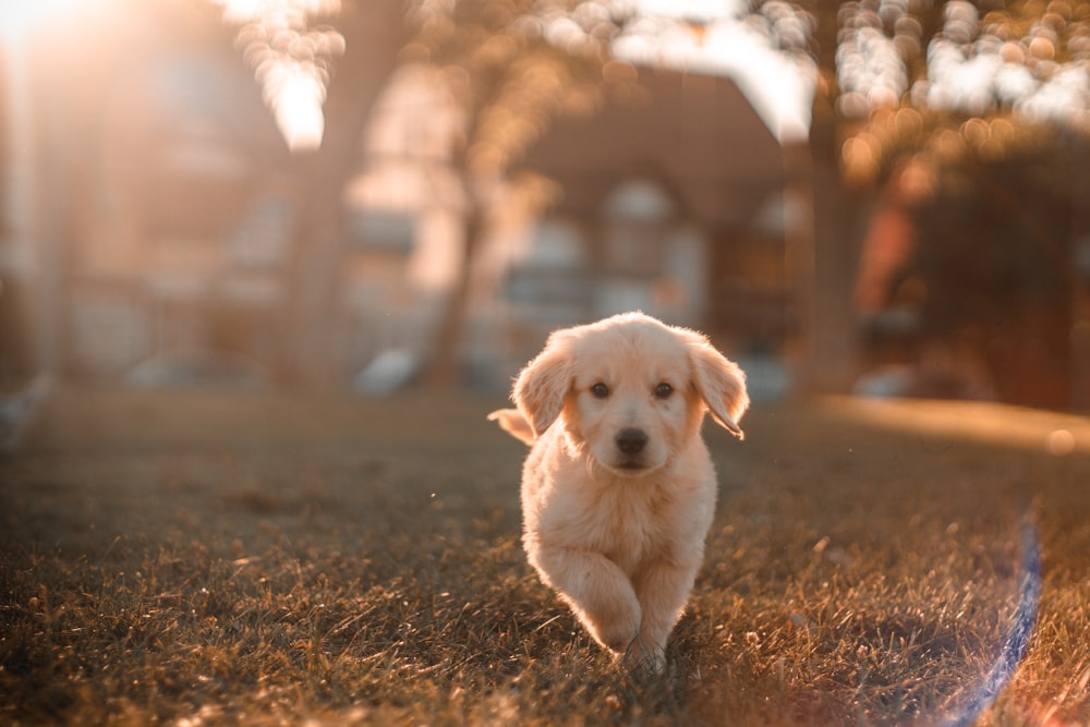 Veterinary care at Windsor Terrace