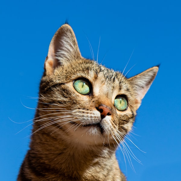 Happy cat patient
