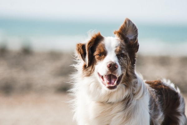 Happy dog patient