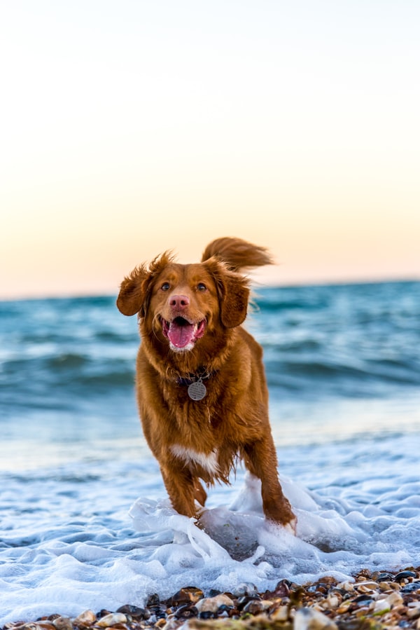 Happy pet owner